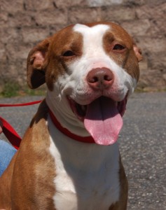 Read more about the article Adopt-a-Pet