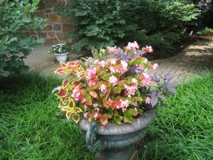 Read more about the article The Garden Path: Time to plant those annuals