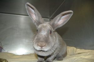 Read more about the article Adopt-a-Pet