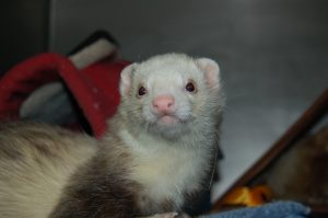Read more about the article Adopt-a-Pet