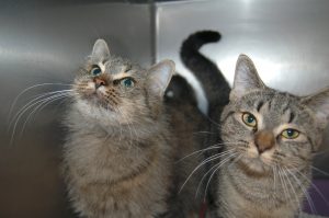 Read more about the article Adopt-a-Pet
