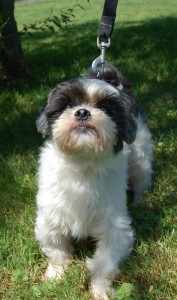 Read more about the article Adopt-a-Pet