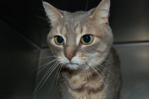 Read more about the article Adopt-a-Pet