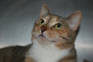 Read more about the article Adopt-a-Pet