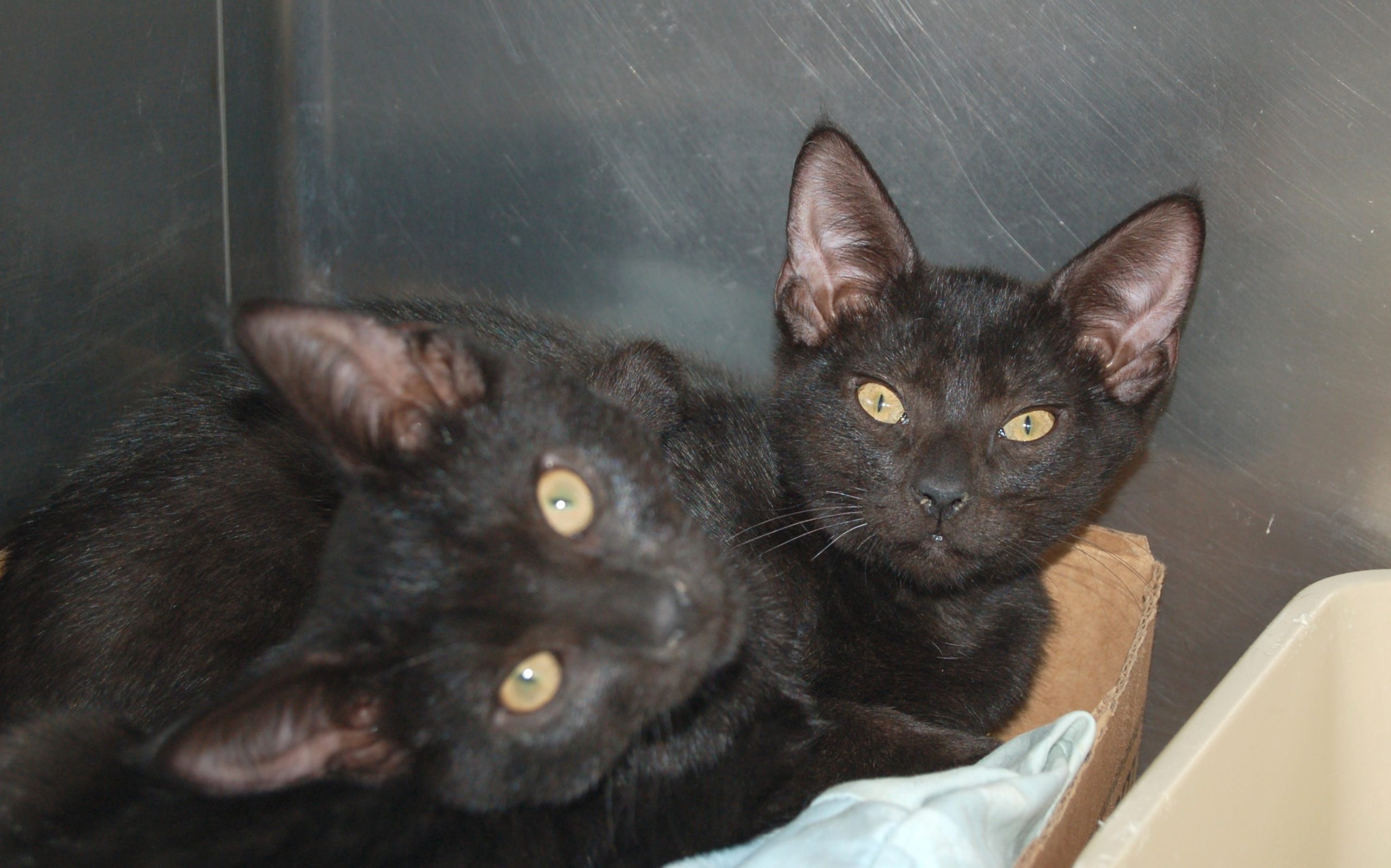 You are currently viewing Adopt-a-Pet