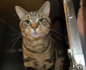 Read more about the article Adopt-a-Pet