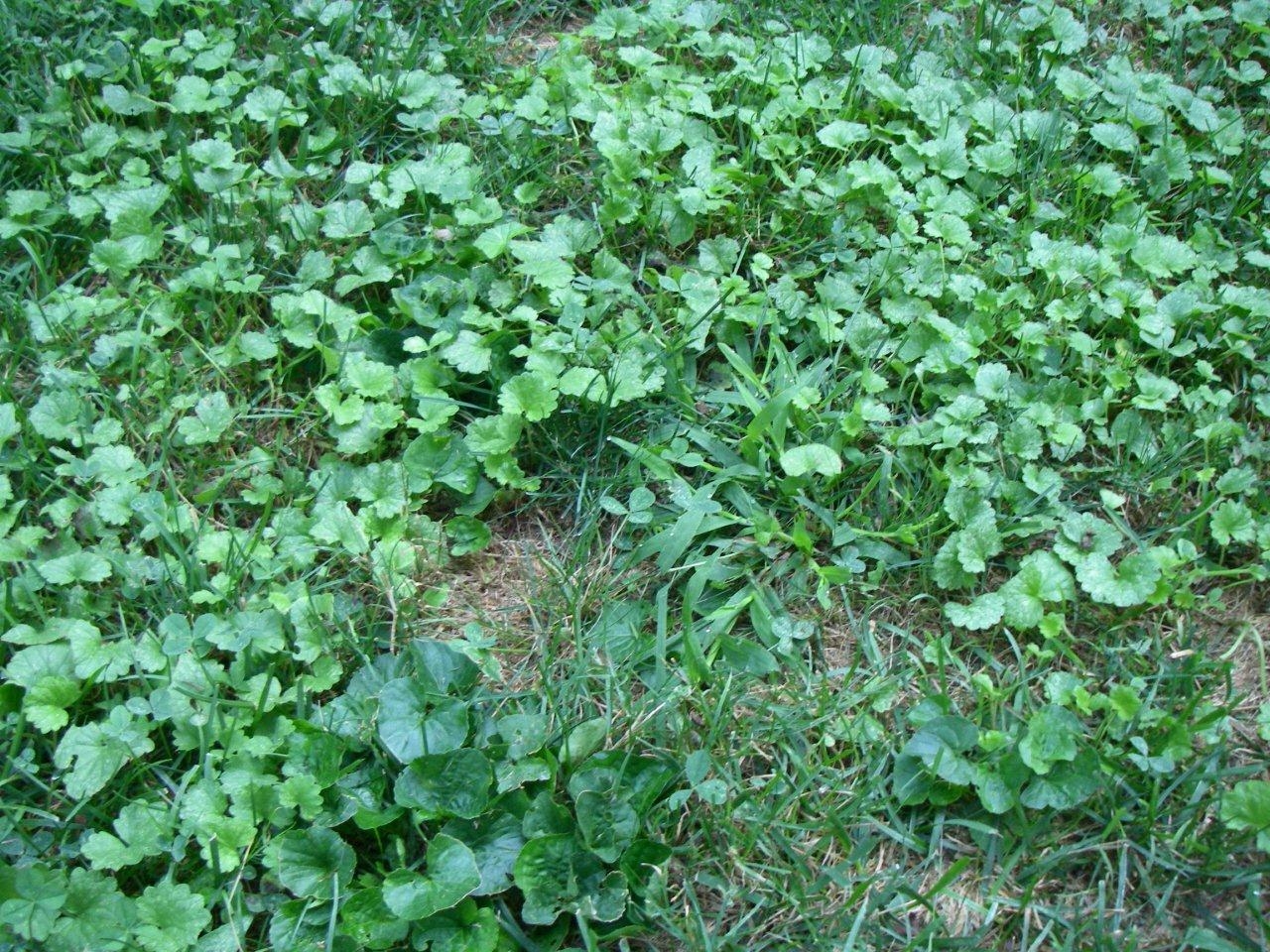 You are currently viewing The Garden Path:Fighting weeds the smart way