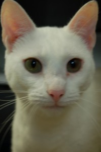 Read more about the article Adopt-a-Pet