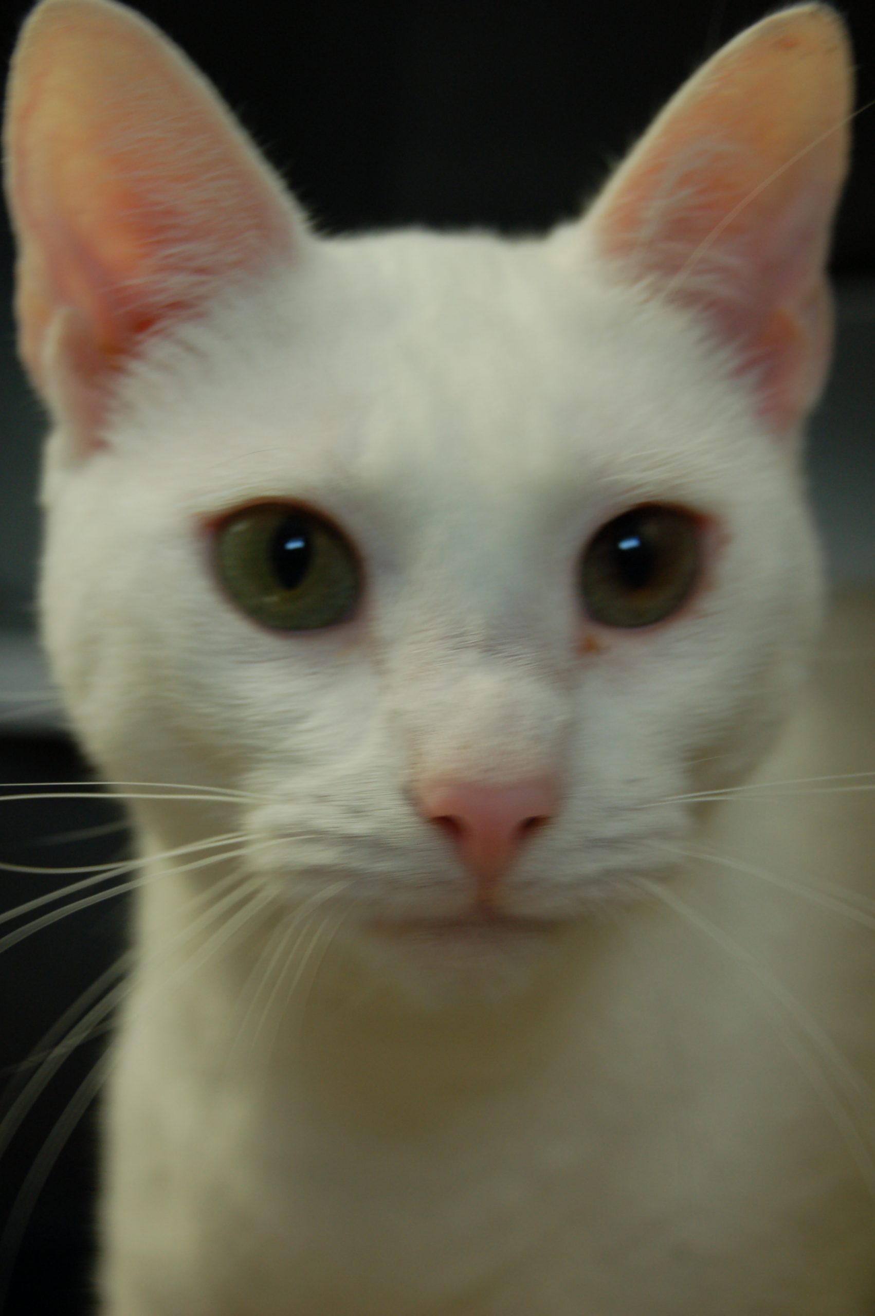 You are currently viewing Adopt-a-Pet