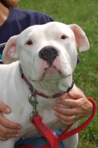 Read more about the article Adopt-a-Pet Oct. 20
