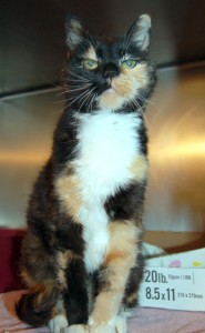 Read more about the article Adopt-a-Pet Oct. 6