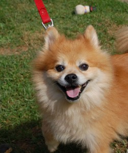 Read more about the article Adopt-a-Pet Oct. 13