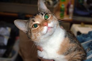 Read more about the article Adopt-a-Pet Nov. 24