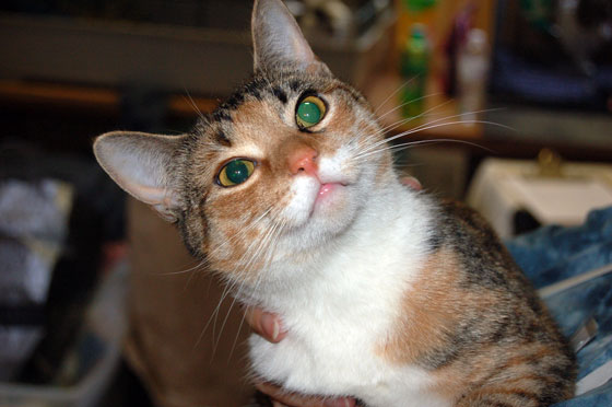 You are currently viewing Adopt-a-Pet Nov. 24