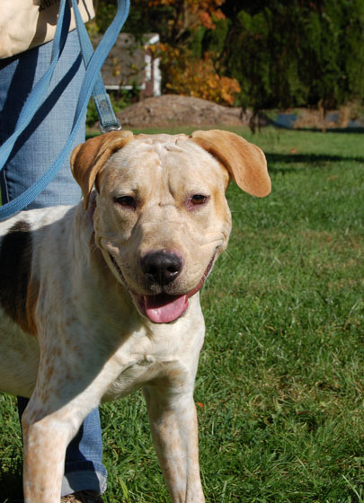 You are currently viewing Adopt-a-Pet Nov. 17