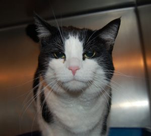 Read more about the article Adopt-a-Pet Dec. 8