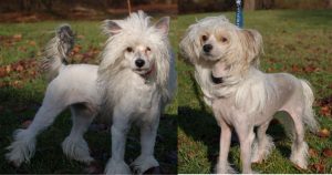 Read more about the article Adopt-a-Pet Dec. 15