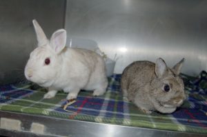 Read more about the article Adopt-a-Pet Dec. 22