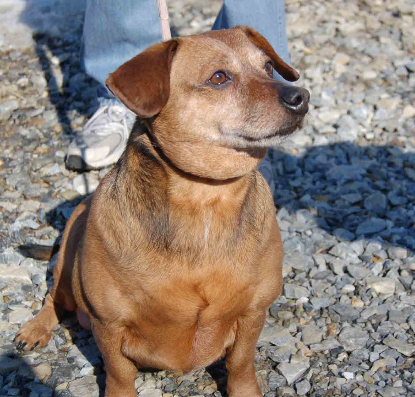 You are currently viewing Adopt-a-Pet Feb. 24