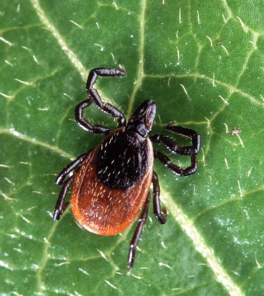 You are currently viewing Tick Survey