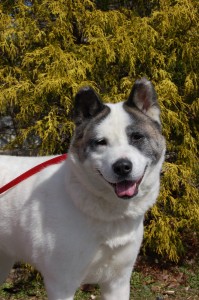 Read more about the article Adopt-A-Pet 3-24