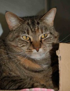 Read more about the article Adopt-a-Pet April 14