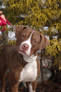 Read more about the article Adopt-A-Pet April 21