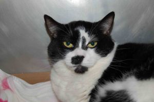 Read more about the article Adopt-a-Pet May 5