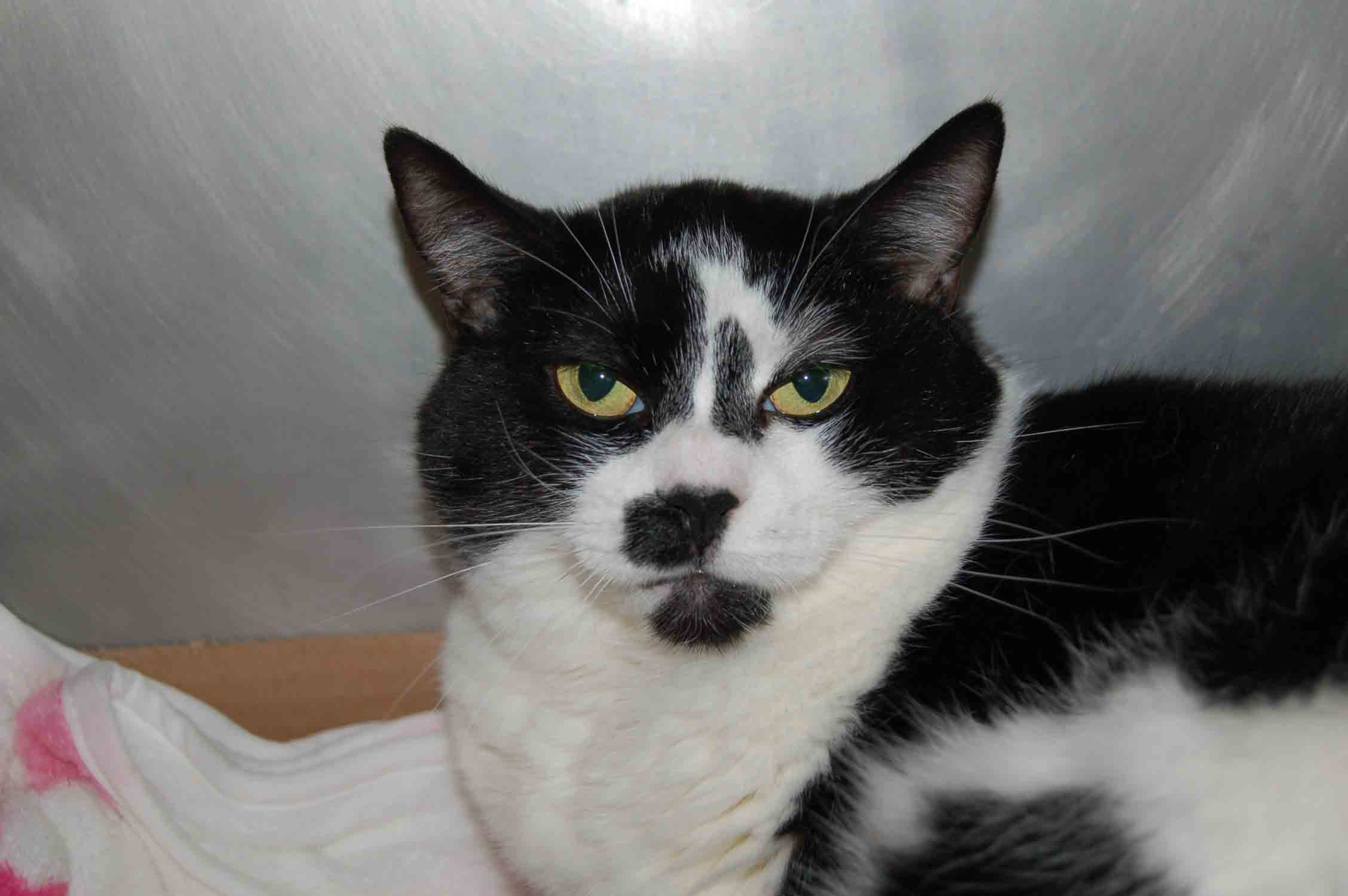 You are currently viewing Adopt-a-Pet May 5