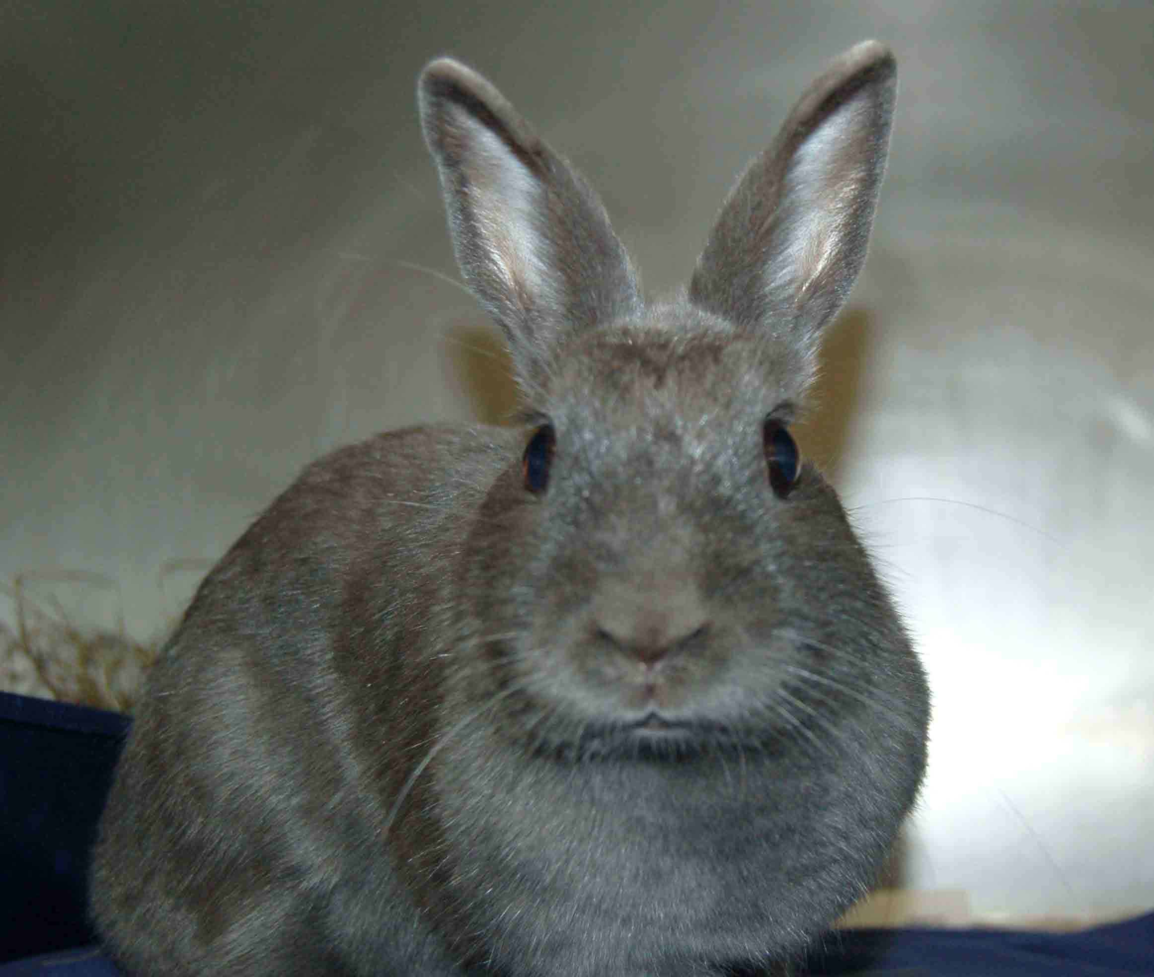 You are currently viewing Adopt-a-Pet June 9