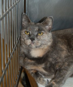 Read more about the article Adopt-a-Pet June 16