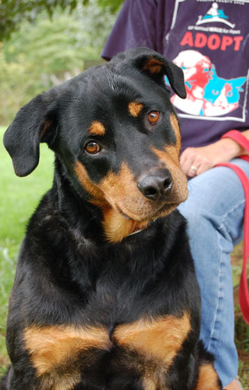 You are currently viewing Adopt-a-Pet Sept. 22