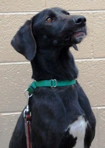 Read more about the article Adopt-a-Pet Feb. 9