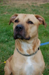 Read more about the article Adopt-a-Pet April 12