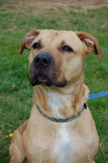 You are currently viewing Adopt-a-Pet April 12